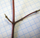 roter hartriegel (cornus sanguinea), zweig (besonders sonnseitig) rot || foto details: 2009-01-26, innsbruck, austria, Pentax W60. keywords: roter hornstrauch, bois de pouine, bois sanguin, sanguina